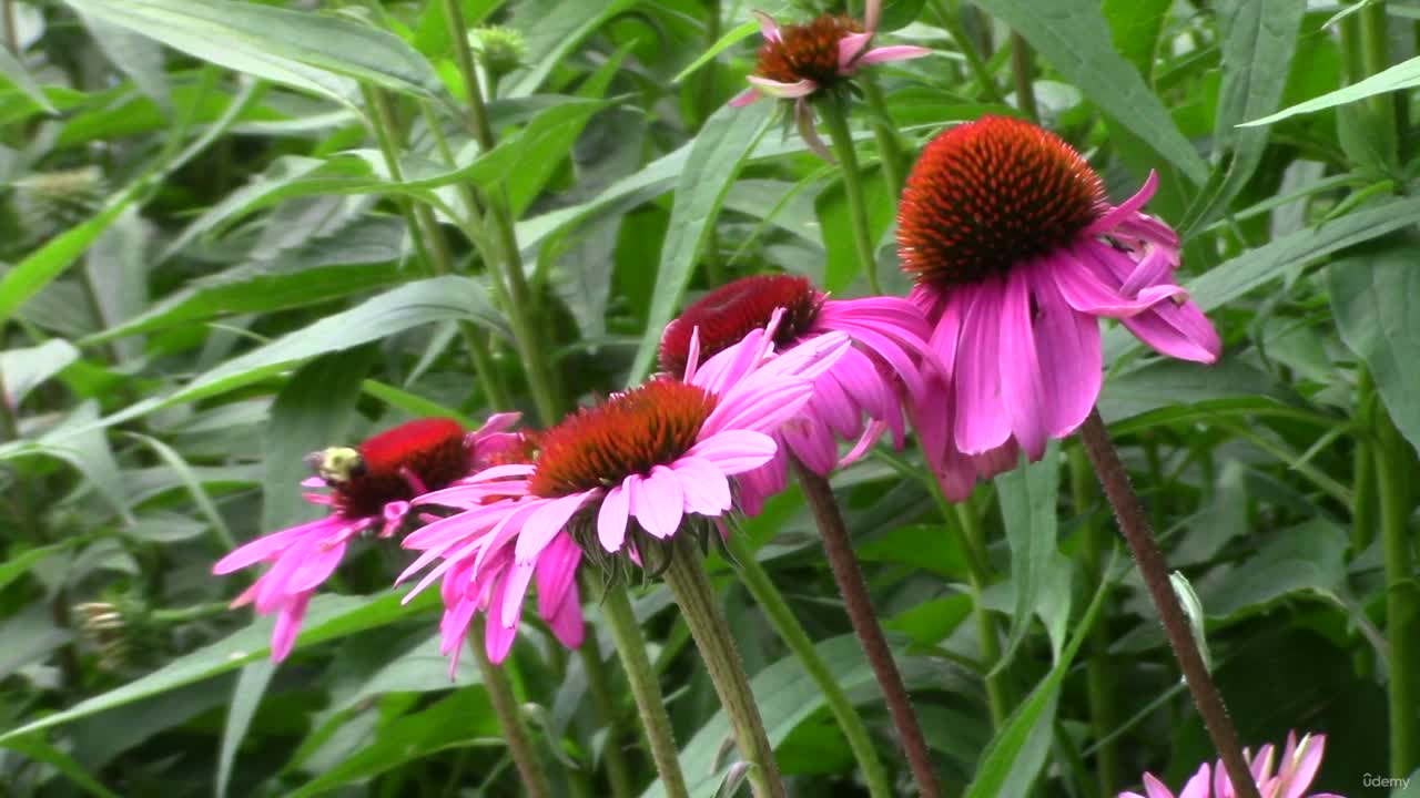 What is Herbalism and How Does it Work