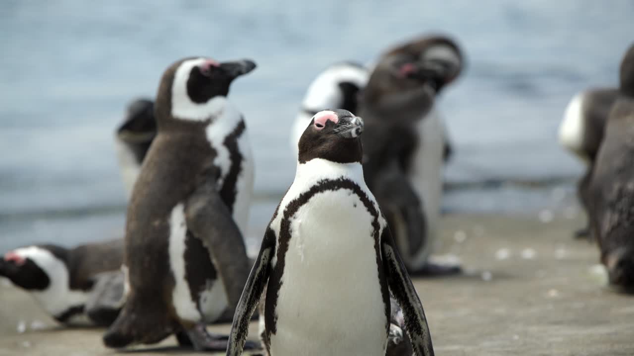 NOS Linux shells - Cisco, Arista, Cumulus Linux