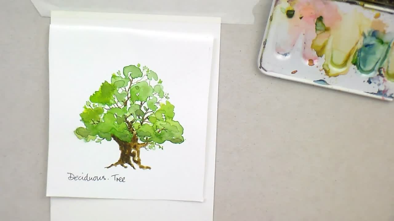 A Deciduous tree in full leaf.